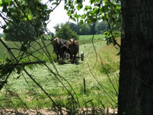 Mowing Hay