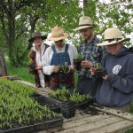 Transplanting corn