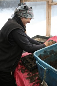 Martha Getting Seed Trays Ready in the Greenhouse