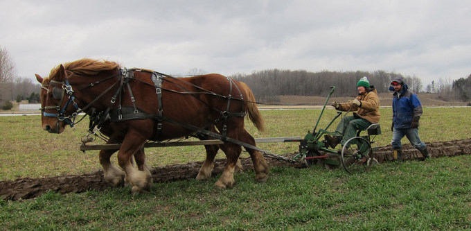 Workshop Participant Ploughing With our Team of Suffolk Punch Draft Horses