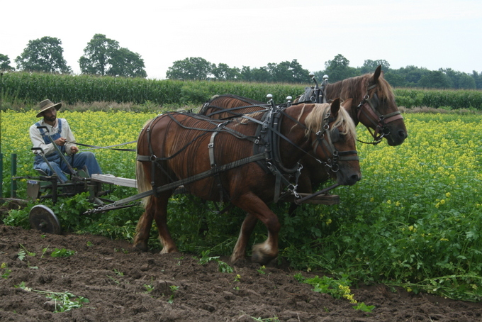Sam Ploughing Down Mustard Cover Crop with Suffolk Punch Horses