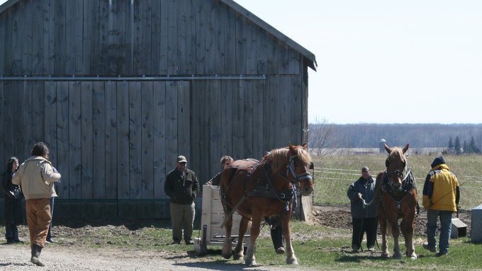 April Draft Horse Workshop  (Learning to drive a single horse.)