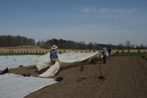 Putting Down Row Cover