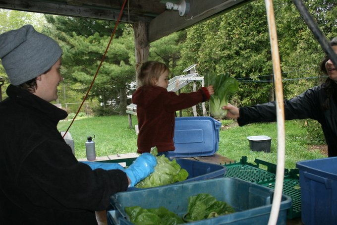 Washing Lettuce and Pac Choi for CSA
