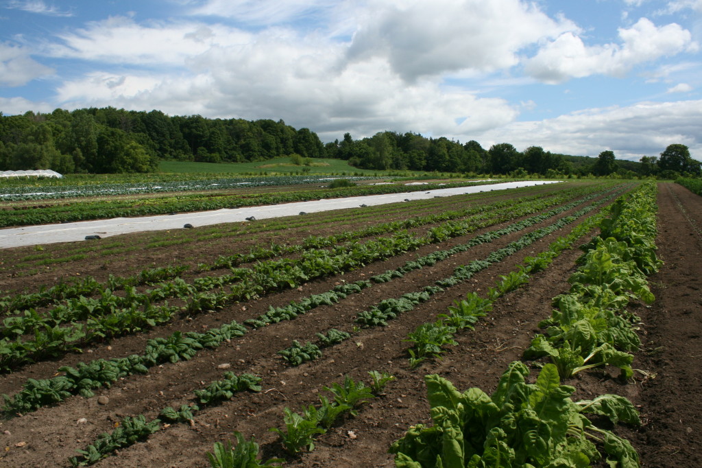 Fall Crops Growing, Weeded and Growing Well