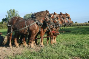 Four Horse Hitch