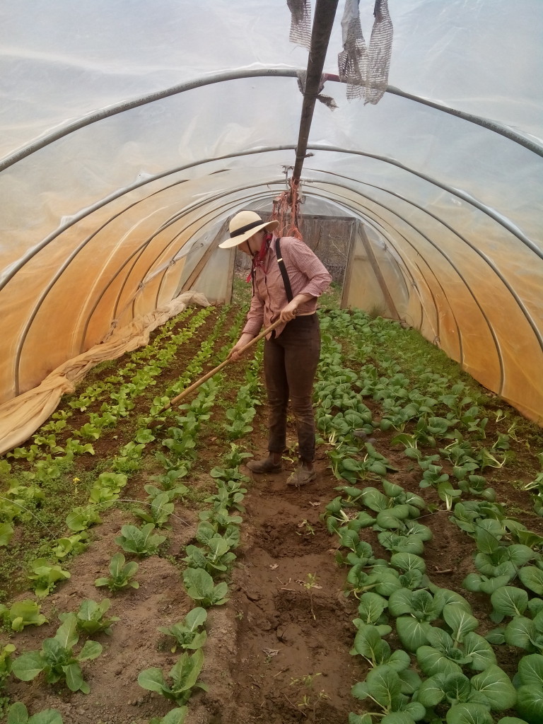 Jeanne Weeding Pach Choi and Lettuce in Hoop House