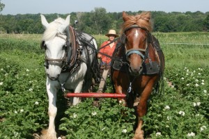 Rose Cultivating Potatoes